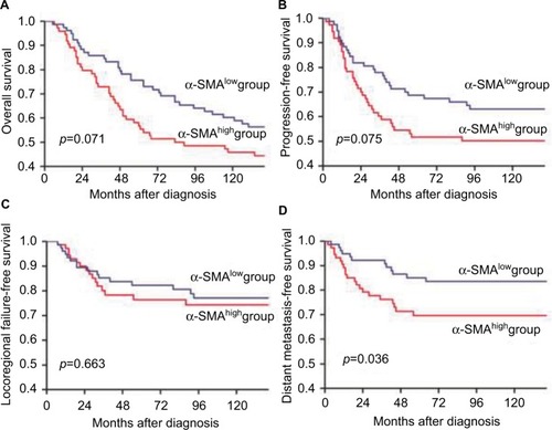 Figure 4 Kaplan–Meier analysis of the 10-year overall survival (A), 10-year progression-free survival (B), 10-year locoregional failure-free survival (C), and the 10-year distant metastasis-free survival (D) in relation to the expression of α-SMA in the training test.