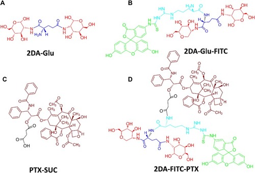 Figure 1 Chemical structures of 2DA-Glu (A), 2DA-Glu-FITC (B), PTX-SUC (C) and 2DA-FITC-PTX (D).Abbreviations: 2DA, 2-glucosamine, red; FITC, fluorescein-5(6)-isothiocyanate, green; PTX, paclitaxel, crimson; Glu, glutamic acid, linker, blue; Arg, arginine, linker, light blue; SUC, succinic anhydride, linker, black.