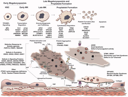 Figure 1. Causes of platelet function disorders and inherited thrombocytopenias. The figure summarizes the genes and pathways that contribute to the pathogenesis of platelet disorders, which includes regulatory genes that have impacts on the early or later stages of megakaryopoiesis, as summarized in Lentaigne et al. [Citation13].