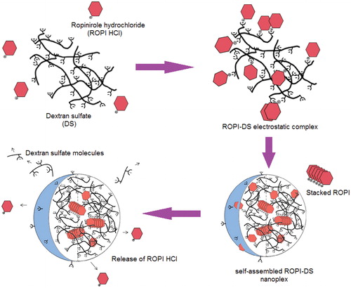 Scheme 1. Schematic model illustrating the mechanism of ROPI-DS nanoplex formation and release of ROPI HCl from the nanoplex. Reproduced from Lanz-Landazuri et al. (Citation2014) with kind permission of the copyright holder, Elsevier, Amsterdam.