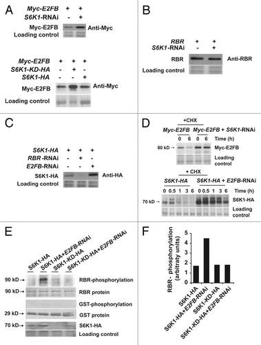 Figure 2. Mutual inhibition of S6K1 and E2FB is regulated at the stability and activity levels. (A) S6K regulates E2FB accumulation. Detection of Myc-E2FB expressed from a construct transformed to control cells (first lane, upper panel) or to cells co-transformed with the S6K1-RNAi (second lane, upper panel). Myc-E2FB in control cells (first lane, lower panel), in cells co-transformed with S6K1-KD-HA, a kinase-dead form with the active center mutated (second lane, lower panel) and in cells co-transformed with S6K1-HA (third lane, lower panel). (B) RBR expressed from a construct transformed to control cells (first lane) or in cells co-transformed with the S6K1-RNAi construct (second lane). (C) RBR-E2FB regulate S6K1 accumulation. S6K1-HA expressed from a construct transformed to control cells (first lane), to cells co-transformed with the RBR-RNAi (second lane) or to cells co-transformed with E2FB-RNAi (third lane). (D) Regulation of E2FB and S6K stability. Upper panel: detection of Myc-E2FB expressed from a construct transformed to control cells or to cells co-transformed with the S6K1-RNAi construct in the presence of 100 μM of cycloheximide (CHX) at 0 and 6h. Lower panel: detection of S6K1-HA expressed from a construct transformed to control cells or to cells co-transformed with the E2FB-RNAi construct in the presence of 100 μM of CHX from 0 to 6h. (E) Phosphorylation of RBR-pocket-GST fusion protein (first row) and only GST (third row) with immunopurified S6K1-HA and S6K1-KD-HA expressed in control cells or in cells where E2FB was silenced by RNAi (E2FB-RNAi). Fifth row: detection of S6K1-HA in these samples. Note the elevated expression level of S6K1-HA when E2FB was silenced, a result that corresponds to (A). (F) Quantification of the phosphorylation signals shown in (D).
