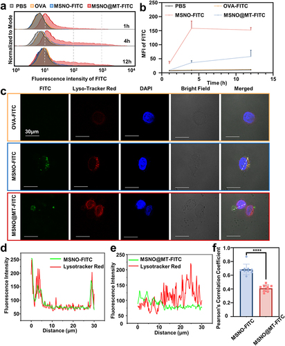 Figure 3 MSN@MT facilitates DC cellular uptake and lysosomal escape. (a) Representative histograms and (b). mean fluorescence intensity of flow cytometric analysis of DC2.4 cells co-cultured with OVA-FITC, MSNO-FITC, and MSNO@MT-FITC for 1, 4, and 12 hours (n = 3). (c). Representative confocal microscopy images of DC2.4 cells co-cultured with OVA-FITC, MSNO-FITC, and MSNO@MT-FITC for 6 hours. The colors represent OVA-FITC (green), nucleus (blue), lysosomes (red), and co-localization of OVA-FITC and lysosomes (yellow). (d) The relative fluorescence intensity of red and green fluorescence in the MSNO-FITC and (e) MSNO@MT-FITC groups, represented by the white dashed line in the CLSM image in (a), measured in ImageJ software. (f) Pearson’s correlation coefficient values of MSNO and MSNO@MT, measured in ImageJ (n = 9). The indicated groups were analyzed using one-way ANOVA. ****P < 0.0001.