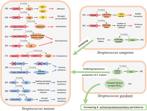 Figure 1. Functional genes identified by transposon mutant library screening in oral streptococcus. Red genes are associated with bacterial virulence, green genes with bacteria–bacteria interactions, and blue genes with drug resistance.