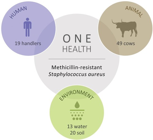 Figure 1 Total number of cattle, human, water and soil samples screened for methicillin‐resistant Staphylococcus aureus (MRSA).