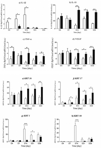 Figure 4. The expression of IL-1β, IL-10, TNF-α, VEGF, KRT1, KRT10, KRT16, and KRT17 mRNA levels in skin biopsies. The data were only tested by the t-test for dependent samples (for each post-wounding day separately, mean ± standard error of the mean) and were statistically significant when p-value <.05, were: * - p < .05,**-p < .01, *** - p < 0,001.