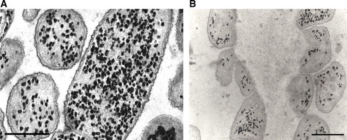 Figure 2.  F. succinogenes cells grown on glucose (A) or cellulose (B). Thin sections of cells examined by transmission electron microscopy after specific polysaccharide staining. Bars represent 0.5 µm.