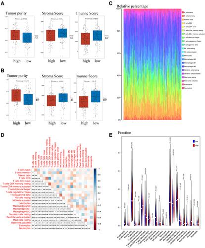 Figure 7 Component analysis of the tumor immune microenvironment. (A and B) Evaluation of tumor purity, Stroma score and Immune score by the “estimate” package in R and visualization by boxplots in the (A) training and (B) validation cohorts. (C) Relative content distribution of 22 TICs. (D) Analysis of correlations among the 22 TICs. (E) Violin plot showing the ratio of each of the 22 TICs between the high- and low-risk groups. (p < 0.05 was significant difference by Wilcoxon rank sum tests).