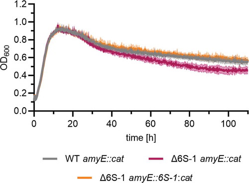 Figure 3. Deletion of the 6S-1 RNA gene leads to accelerated decrease of cell density in late stationary phase. Bacterial cultures of the NCIB 3610 wild-type-like strain (WT amyE::cat), the corresponding 6S-1 RNA deletion strain (Δ6S-1 amyE::cat) and the complementation strain (Δ6S-1 amyE::6S-1:cat) were grown in LB medium at 28°C and OD600 was monitored using a plate reader. Standard deviations are based on two independent biological replicates with three technical replicates each