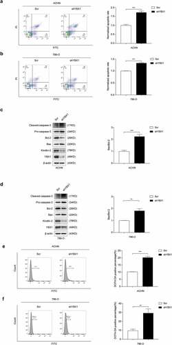 Figure 4. YBX1 regulates intracellular ROS to affect apoptosis in RCC. In ACHN and 786-O cells, apoptotic cells were labeled by Annexin V/PI staining and quantitatively assessed by flow cytometer (a and b). The expression levels of YBX1, Kindlin-2, Bax, Bcl-2, Pro-caspase-3, and cleaved caspase-3 were detected by western blot assay in ACHN and 786-O cells with controls and YBX1 knockdown (c and d). In ACHN and 786-O cells, ROS levels were detected with DCFH-DA and flow cytometry (e and f). Data were presented as mean ± SD by t-test. Statistically significant differences were indicated: **, P < 0.01, ***, P < 0.001