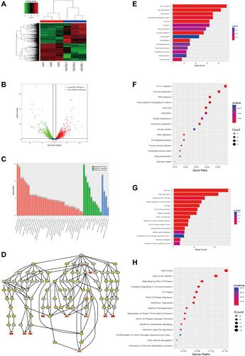 Figure 2 Differential expression of mRNA in response to EBV infection. (A) Hierarchical clustering analysis and the heat map demonstrates the different levels of mRNA expression between AGS-EBV and AGS. The colour scale of the strips runs from green (low relative expression) through black (medium relative expression) to red (high relative expression). (B) Volcano plot visualizing the differentially expressed mRNA. The vertical green lines refer to a 1.5-fold (log2 scaled) up-regulation and down-regulation, respectively. The horizontal green line corresponds to a P-value of 0.05 (−log10 scaled). The red points in the plot represent up-regulated mRNAs with statistical significance, while the down-regulated mRNAs are shown by green. (C) The top 50 enrichment scores in gene ontology (GO) enrichment analysis of dysregulated mRNA. Red bars represent cell biological process. Green bars represent cell component terms. Blue bars represent molecular function terms. (D) Go tree illustrating the top 10 Go term. (E–H) Top 15 classes of KEGG and Reactome pathway enrichment terms, respectively. The larger the rich factor the greater the enrichment.