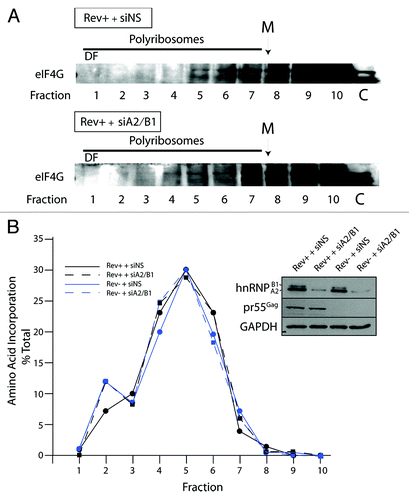 Figure 5. The dense fraction 1 (DF) contains little if any eIF4G and contains translationally silent RNAs. Cells were transfected with siNS or siA2/B1 and HxBRU (Rev+) and polyribosome analyses were performed. Proteins were precipitated from gradient fractions as described above and blotted for eIF4G. The dense fraction 10 is indicated by DF; the monosome peak is identified with M on top. Lane C represents 5–10% input control before sucrose gradient centrifugation. (B) Seven minutes before cell harvesting, cells were pulsed with radiolabelled amino acids. Polyribosome profile analysis was performed as described above. An aliquot from each gradient fraction was TCA precipitated and radiolabelled polypeptides were collected on glass fiber filters and counted. Radioactivity was plotted as the percentage of radioactivity in each fraction related to the total. The background was corrected as described in Materials and Methods. The inset on right shows expression levels for hnRNP A2/B1 (identified using a mouse monoclonal anti-hnRNP A2/B1), pr55Gag and GAPDH (as loading control) in siNS- and siA2/B1-treated cells.