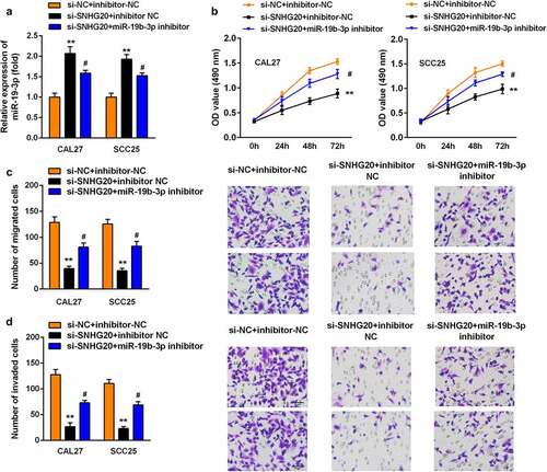 Figure 4. The knockdown of miR-19b-3p reversed the effect of si-SNHG20 on the proliferation, migration, and invasion of SCC25 and CAL27 cells