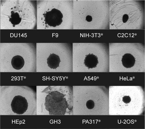 Figure 1 Formation of 3D spheroids after 4 days of culturing.