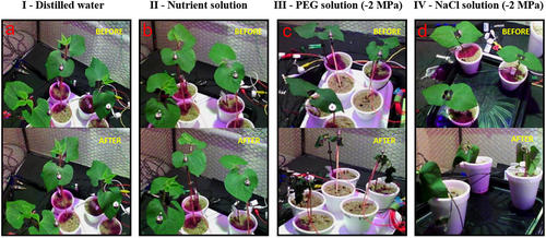 Figure 2. Examples depicting experimental sessions from each treatment (I-IV), before and after stimulation. The images were taken 2 hours before and 2 hours after the stimuli. I - Distilled water (A), II - nutrient solution (B), III - PEG solution (C), and IV - NaCl solution (D).