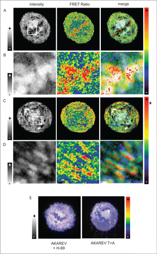 Figure 3. Sub-localization of PKA activity during metaphase and anaphase. Confocal FRET experiment of cells expressing the AKAREV biosensor during metaphase (A) and anaphase (C). White squares define the zoom in regions of the cell in metaphase (B) and in anaphase (D).The left panel is composed of intensity images, the center panel correspond to the FRET ratio images represented in a rainbow pseudo color scale and the right panel is the merge of the 2 images. To highlight the chromosome regions where PKA is highly active, we applied an inverted gray lookuptable on the zoom in images (B and D, left panel). Merge of intensity and FRET images in a metaphasic cell expressing AKAREV and treated with H-89 (10 μM), and another expressing the mutant AKAREV T>A (E).