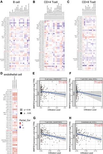 Figure 8 The correlation of MMP28 expression with immune infiltration level in TME in diverse cancer types (TIMER 2.0). (A) B cell immune infiltration level. (B) CD4+ T cell immune infiltration level. (C) CD8+ T cell immune infiltration level. (D) Endothelial cell immune infiltration level. The red square represents positive correlation, and the blue square represents negative correlation. The darker the color is, the stronger the correlation is. (E) Correlation between MMP28 and B cell naive CIBERSORT in PAAD. (F) Correlation between MMP28 and T cell CD4+ naive XCELL in PAAD. (G) Correlation between MMP28 and T cell CD8+ naive QUANTISEQ in PAAD. (H) Correlation between MMP28 and Endothelial cell XCELL in PAAD.