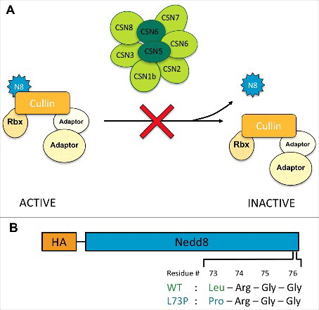 Figure 1. A Nedd8 mutation designed to prevent deneddylation. (A) The COP9 signalosome deneddylates Cullins, reducing the activity of CRL ubiquitin ligase complexes. We predicted that uncleavable Nedd8 would have the same effect as CSN loss of function, preventing Cullin deneddylation and increasing CRL activity. (B) Diagram of the UAS-Nedd8 transgenes that were either transfected into S2 cells or injected into Drosophila embryos. Uncleavable Nedd8 harbors an amino acid change from leucine to proline at position 73.