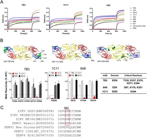 Figure 2. Competition study and epitope mapping of representative E-targeted mAbs 7B3, 1C11, and 6A6. (A) Competition between mAbs 7B3, 1C11, and 6A6 and other EDIII-targeted antibodies was determined by an Octet competition assay. Ni-NTA biosensors loaded with E protein were first saturated for 900 s with the indicated mAbs (7B3, 7F4, 8D10, 1C11, 6A6, 6B6, 6D6, or 6F1). An irrelevant mAb, 2D1, was used as negative control and PBS as blank solution. The capacity for additional binding was monitored for 300 s by measuring further shifts after incubating with the second antibodies 7B3, 1C11, or 6A6. The red dotted vertical line represents the second mAb loading time. (B) Critical amino acid residues recognized by mAbs 7B3, 6A6, and 1C11. Epitope mapping was performed by measuring mAb binding to a comprehensive library of alanine scan mutations at every residue of ZIKV prM-E protein (SPH2015 strain). Identified critical residues for mAb binding are shown via a ribbon diagram of ZIKV E. mAb binding reactivity for each alanine mutant is expressed as percentage of reactivity of mAb with ZIKV prM-E. Clones with reactivity at 30% lower than that of wild-type ZIKV prM-E were identified as critical residues for binding. (C) Sequence alignment of amino acids near residue 394 of ZIKV and DENV E proteins. The virus strains and GenBank access numbers are indicted.