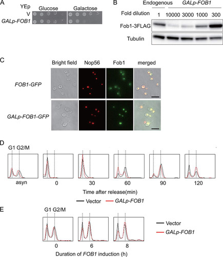 FIG 3 Characterization of FOB1 overexpression from galactose inducible promoter (∼500-fold increase). (A) Serial dilution growth assay. Cells were harboring a multi-copy plasmid (V) with or without FOB1 under the control of the GAL7 promoter (GALp-FOB1). Serial dilutions of cells cultured under non-inducing conditions were spotted on selective media repressing (glucose) or inducing (galactose) FOB1 expression. (B) Estimation of Fob1 levels due to overexpression. Strains with endogenously FLAG-tagged FOB1 (endogenous) and GALp-FOB1 were analyzed by Western blotting after 6 h galactose induction using anti-FLAG and anti-tubulin antibodies. The protein samples had been diluted as indicated. For details see Materials and Methods. (C) Fluorescence microscopy localizing Fob1 in yeast cells. GFP-tagged Fob1 was expressed from the endogenous gene (FOB1-GFP) or from the gene placed under the control of a galactose inducible promoter on a multi-copy plasmid (GALp-FOB1-GFP). mCherry-tagged Nop56 was used as a control for nucleolar localization. The exposure times were 1 ms for GALp-FOB1-GFP (2nd right, bottom “Fob1”) and 200 ms for the other signals. (D) Analysis of DNA content by flow cytometry analysis. Cells growing asynchronously on raffinose (asyn) were arrested with alpha factor before galactose was added. DNA from cells collected at the indicated time points after release from the alpha factor, was analyzed as described in Materials and Methods. Traces for cells carrying the vector (black) or GALp-FOB1 (red) peak when one genome complement, indicative for G1, is present and when replication has been completed and mitosis takes place (G2/M). (E) Flow cytometry analysis of asynchronous cells after addition of galactose. The duration of FOB1 induction is indicated.