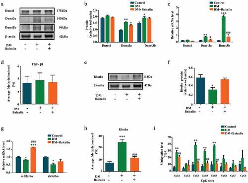 Figure 6. DNMT expressions and Klotho promoter hypermethylation in diabetic kidneys with baicalin treatment