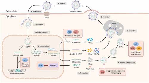 Figure 1. The process of HBV infecting liver cells and mechanisms of A3 genes in anti-HBV