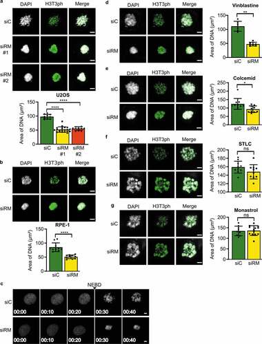 Figure 1. Chromosome clustering in RepoMan-depleted cells during prometaphase