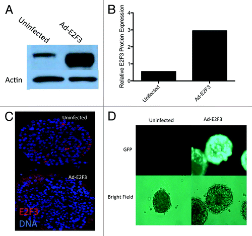 Figure 3. Adenovirus function and infection. (A) Western blot for whole-cell protein extracts following ad-E2F3 infection at a MOI of 500. (B) Quantification of western blots for E2F3 in uninfected and ad-E2F3 infected islets, normalized to β-actin by densitometry. (C) Human islets infected with ad-E2F3 and fluorescently stained for E2F3 showing the level of penetration the adenovirus achieves in whole human islets. (D) Expression of GFP-tagged ad-E2F3 in infected and uninfected human islets after 3 d of culture.