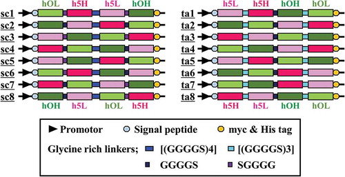 Figure 1. Schematic diagram of gene constructs of 16 hEx3 bispecific antibodies (bsAbs). The labels sc1–sc8 and ta1–ta8 correspond to single-chain Db (scDb) and tandem single-chain Fv (taFv) formats with different domain orders, respectively.