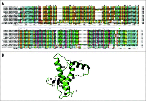 Figure 2 Sequence alignment and overall fold of PrP. (A) Sequence alignment of a subset of PrP precursor sequences chosen as the ones for which the structure of the C-terminal domain is available (boxed in blue). The alignment was obtained and color coded by Clustalx.Citation67 Stars, semicolons and dots refer to conserved and partially conserved residues, according to Clustalx convention. (B) Ribbon representation of the C-terminal domain of mPrP.Citation68 The secondary structure elements and the N- and C-termini are labelled. The sulphur bridge is indicated in yellow.