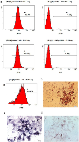 Figure 1. Characteristics of ADSCs. a: The special surface markers including CD29, CD34, CD44, CD45 and CD90 were detected by flow cytometry analysis. b: Osteogenesis was detected by alizarin red stanning. c: Osteogenesis was detected by ALP stanning. d: Adipogenesis was detected by oil red stanning.