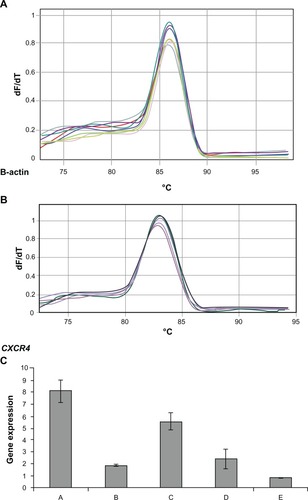 Figure 3 Melting curve for standard curve samples in real-time reverse transcription-polymerase chain reaction (RT-PCR) for β-actin endogeneous control: fluorescence melting curve obtained from real-time amplification of β-actin gene within the range of 72°C–97°C (A). Melting curve for standard curve samples in real-time RT-PCR for CXCR4 expression: fluorescence melting curve obtained from real-time amplification of CXCR4 gene within the range of 72°C–97°C (B). CXCR4 expression among groups A, B, C, D, and E: real-time RT-PCR was performed on the real-time PCR machine (tubes) Rotor-Gene 3000, and data analysis of CXCR4 and ß-actin expression was performed with the delta-delta Ct method. Standard curve was constructed with dilution (1:2) (C).