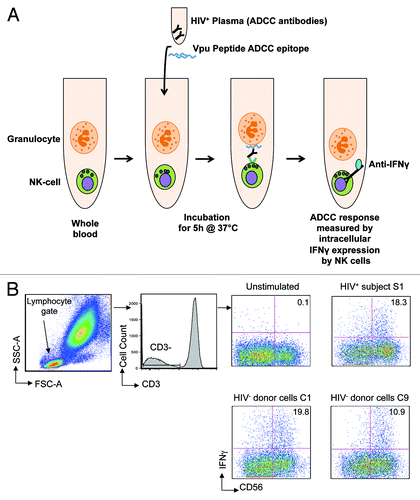 Figure 1. Peptide-based NK cell activation ADCC assay. (A) The assay used whole blood samples in which we theorise that granulocytes expressing HIV peptides activate NK cells in the presence of peptide-specific ADCC antibodies in HIV+ plasma. The ADCC response is measured by intracellular IFNγ expression (previously shown to correlate with CD107 degranulationCitation13) by NK cells in the presence of HIV+ plasma and Vpu peptide ADCC epitope at the end of 5 h incubation at 37°C by flow cytometry. (B) Gating strategy: lymphocytes are identified on forward and side scatter; CD3-CD56+ NK cells are then analyzed for intracellular IFNγ expression. The assay was performed using cells from 9 different HIV negative controls (C1-C9, see Table 1) in the presence of plasma from one HIV+ subject S1; plots are shown for C1 and C9 compared with S1. The value in each plot represents the percentage of CD56+ NK cells expressing IFNγ in the presence of HIV+ plasma following stimulation by Vpu peptide antigen compared with an unstimulated control.
