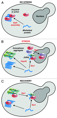 Figure 1. A model for the coordinated action of sorting factors and molecular chaperones during acute heat stress. (A) Yeast cells growing under normal conditions, (B) cells exposed to acute heat stress and (C) cells that are recovering from stress. The events that induce sorting (association with a factor or assembly into an amyloid structure) are indicated in red. A bound misfolded protein is depicted in blue. Please note that only the complexes containing Btn2 are involved in aggregate sorting, while the Cur1 complex mediates sorting of Sis1 to the nucleus. See text for more details.