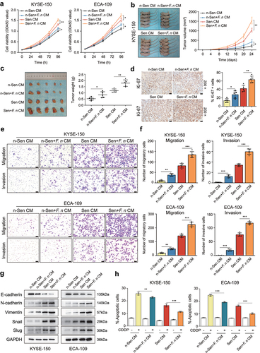 Figure 4. F. nucleatum stimulation aggravated the SASP-mediated malignant phenotypes and chemoresistance of ESCC cells.