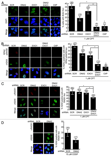 Figure 3. Formation of DNA damage foci is compromised after the depletion of DNA2/EXO1. Left panels are representative immunofluorescence images of BrdU, RPA and RAD51 foci and right panels are quantification of the cells shown on the left panel. (A) After exposure to CPT, DNA2/EXO1 U2OS-depleted cells have significantly fewer single-stranded BrdU foci compared with DNA2 or EXO1 single depletion. Cells with single or double depletion of DNA2 and/or EXO1 were cultured in BrdU, exposed to CPT (1 μM, 1 h) and stained with α-BrdU antibodies without denaturation. (B) After exposure to CPT (1 μM, 1 h), phospho-RPA2 S4/S8 foci are significantly less in DNA2/EXO1-depleted cells compared with DNA2 or EXO1 depletion. (C) RAD51 foci are significantly diminished in DNA2/EXO1-depleted cells compared with DNA2 or EXO1 depletion after exposure to CPT (1 μM, 1 h). (D) After exposure to cisplatin (15 μM, 24 h), DNA2-depleted cells have reduced RAD51 foci formation. Error bars indicate mean ± SEM for n = 3 independent experiments and *p < 0.05, **p < 0.01. Comparisons were also made with CtIP, as a control, but were not shown on the graph for clarity. Statistical analyses were done using an unpaired two-tailed t-test. At least 100 cells were counted for each independent experiment. See Experimental Procedures for details.