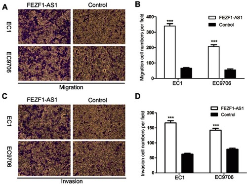 Figure 5 Overexpression of lncRNA FEZF1-AS1 significantly accelerated ESCC cell migration and invasion in vitro. (A, C) Transwell assays were performed in ESCC cell lines, upregulated FEZF1-AS1 resulted in boosted cell invasion and invasion; (B, D) statistical analysis indicated that upregulated FEZF1-AS1 increased the migration and invasion capacity of ESCC cells in vitro. ***P < 0.001.