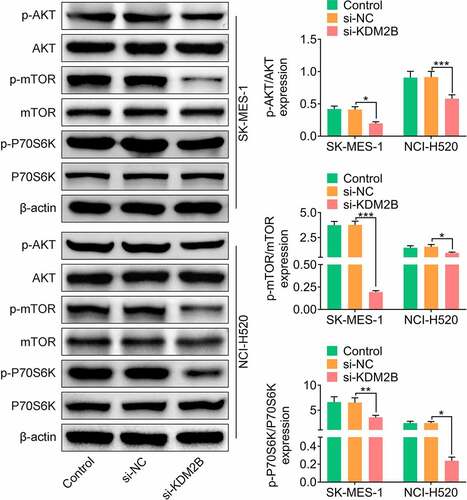 Figure 5. KDM2B regulates the PI3K/Akt/mTOR signaling pathway. KDM2B knockdown inhibits the phosphorylation of AKT, mTOR and P70S6K in SK-MES-1 and NCI-H520 cells. *p < 0.05 vs si-NC; **p < 0.01 vs si-NC ***p < 0.005 vs si-NC