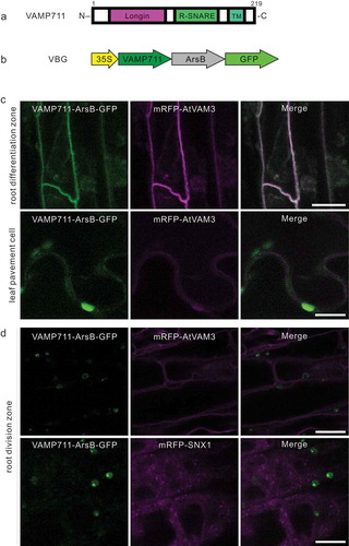 Figure 2. VAMP711-ArsB-GFP (VBG) localizes to the vacuole membrane