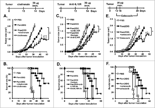 Figure 4. Therapeutic effects of Pam2IDG are improved by the reduction of immunosuppressive factors. C57BL/6 naïve mice were inoculated subcutaneously with 2 × 105 TC-1 tumor cells in the right leg. (A and B) TC-1 tumor-bearing mice were intraperitoneally injected with 1 mg of clodronate/liposome on day 13 and subcutaneously immunized with 30 μg of Pam2IDG on day 14 (n = 10) in each group; Pam2IDG combined with clodronate vs. Pam2IDG, P < 0.01). (C and D) TC-1 tumor-bearing mice were intraperitoneally injected with 200 μg of anti-IL10R antibody on day 13 and subcutaneously immunized with 30 μg of Pam2IDG on day 14 (n = 6 in each group; Pam2IDG combined with anti-IL10R antibody vs. Pam2IDG, P < 0.01). (E and F) TC-1 tumor-bearing mice were intraperitoneally injected with 0.5 mg/kg celecoxib at 2-d intervals until day 30 and subcutaneously immunized with 30 μg of Pam2IDG on day 14 (n = 10 in each group; Pam2IDG combined with celecoxib vs. Pam2IDG, P < 0.01)