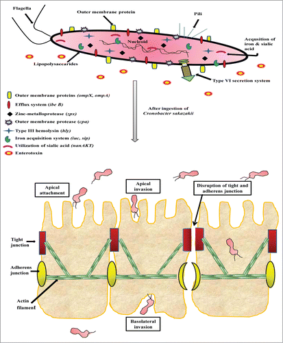 Figure 1. Proposed model for Cronobacter sakazakii infection and pathogenesis. The pathogen encodes several illustrated pathogenicity-associated factors engaged in imperative processes including adhere to host surfaces, transmigration across, invasion into and disrupt the intestinal barrier within intestinal epithelial cells.