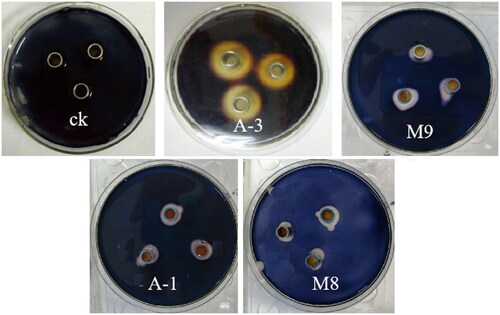 Figure 9. Starch hydrolysis circles of amylase-producing strains.