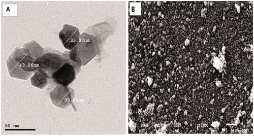 Figure 5. Electro-micrographs of the biosynthesized ZnO-NPs by GTME by A) TEM and B) SEM. 