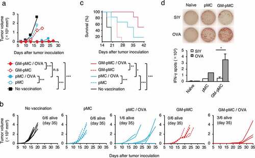 Figure 5. Protein antigen is applicable to GM-pMC-based cancer vaccine.