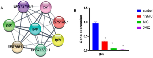 Figure 6 String network of DEPs of C. acnes in IDDS stress. Colored lines between the proteins indicate the various types of interaction evidence. Structure which is drawn in the protein nodes indicated the availability of 3D protein structure information. *Indicated a significant difference (p ≤0.01) (A) Energy Metabolism-related proteins. (B) The mRNA levels of seven genes were respectively analyzed by qPCR method in C. acnes with and without IDDS.
