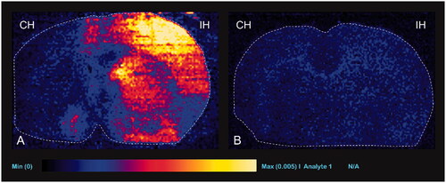 Figure 9. Representative desorption electrospray ionization mass spectrometry images with TMZ 20 mg/kg injection. Ipsilateral (IH, right) hemisphere shows higher signal intensity than the contralateral (CH, left) hemisphere in experimental group (group 2, A) and positive control group (group 3, B).