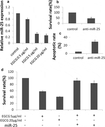 Figure 4. EGCG inhibits miR-25-dependent MCF-7 cell survival.