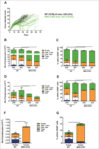 Figure 4. The intratumoral recruitment of CD8+ T lymphocytes is increased in MHC class II-deficient mice. (A) Wild-type C57BL/6J (WT; black lines) and MHC-II KO mice (green lines) were injected on day 0 with 6 × 105 TC-1 cells, and tumor growth was followed every 2–3 days. The number and percentage of tumor-free mice on day 70 compared with the total number of animals injected are shown. (B-E) Wild-type C57BL/6J and MHC-II KO mice were injected on day 0 with 6 × 105 TC-1 cells, and on day 25, cell suspensions were prepared from spleens, dLN and tumors and analyzed by flow cytometry. The spleens and lymph nodes from naive mice were used as controls. The numbers of lymphocyte subsets and their percentages within the total CD45+ in spleen (B and C), in LN (D and E), and in tumors (F and G), respectively are shown. B-G show the mean ± SEM of cumulative results from 3 independent experiments (n = 6–7 mice per group). *p < 0.05, ** p < 0.01 and ***p < 0.001 as determined by Mann-Whitney's test between each lymphoid subset in WT vs MHC-II KO mice for each organ.