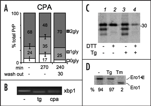 Figure 5 Ca2+ depletion reduces N-glycosylation of PrP independently from ER stress. (A) Cells expressing PrP were left untreated or incubated with cyclopiazonic acid (CPA) for 4 h. Cells were then starved for 20 min and pulsed for 10 min with (wash out = 0 min) or without CPA (wash out 20 + 10 = 30 min). Lysates were immunoprecipitated with 3F4 antibody (not shown). Percent of diglycosylated (dark gray), monoglycosylated (light gray) and unglycosylated PrP (white bars) were calculated by densitometry from at least two independent experiments. SEM bar are present for n = 3. (B) As an indicator of ER stress, XBP1 splicing was evaluated by PCR and electrophoresis on agarose gel in parallel samples treated with Tg or CPA for 4 h. (C) Cells were left untreated or incubated with Tg for 4 h and then pulsed for 10 min in the presence or absence of 5 mM DTT as indicated. After IP with 3F4, proteins were analysed under reducing conditions. Note that virtually all PrP is diglycosylated when cells are pulsed in the simultaneous presence of Tg and DTT, excluding substantial alterations of the OST complex at lower [Ca++]ER. (D) HeLa cells expressing myc-tagged Ero1α were incubated for 3.5 h with Tg or Tunicamycin (Tm). Glycosylated and unglycosylated Ero1α are indicated on the right. The percentage of glycosylated relative to total Ero1a in each condition is reported below each lane.