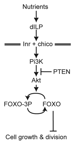 Figure 1. Key components of the insulin-signaling pathway in Drosophila. The pathway regulates growth by suppressing the activity of the transcription factor FOXO. When nutrition and IIS is low FOXO is activated and targets the expression of growth inhibitors. For a more detailed version of the IIS in Drosophila see www.reactome.org.Citation18