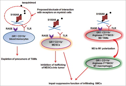 Figure 1. Proposed potential mechanisms underlying modulation of tumor microenvironment by tasquinimod. Tasquinimod binds to S100A9 homodimers in a 1:1 fashionCitation10 and blocks its interaction with receptors expressed on multiple myeloid cell populations. The blockade may lead to depletion of Gr1−CD11b+ blood monocytes, which are one of the precursors of TAMs. In addition, the trafficking of Gr1+CD11b+ MDSCs to tumor sites is inhibited. Tasquinimod also induce M2 to M1 polarization of macrophages in the tumors, associated with downregulation of Arginase-1 and induction of iNOS expression in these cells. Thus, tasquinimod may impair the suppressive function of infiltrating SMCs through blockade of S100A9-TLR4-Arginase-1 signaling.